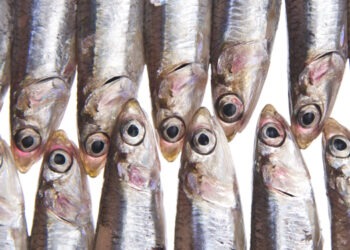 Alla scoperta delle Alici, tra storia, pesca e tradizioni