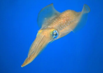 Allevamento di calamari come soluzione al declino della specie