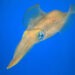 Allevamento di calamari come soluzione al declino della specie