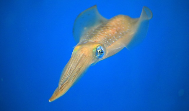 Allevamento di calamari come soluzione al declino della specie