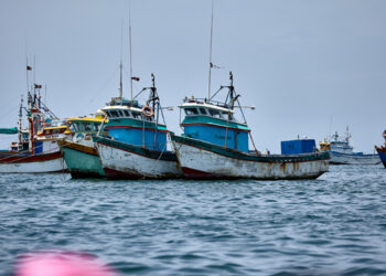 Cala la produzione globale di farina e olio di pesce