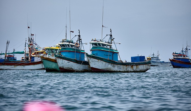 Cala la produzione globale di farina e olio di pesce