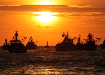 Dal 26 ottobre si torna a pescare acciuga in Perù