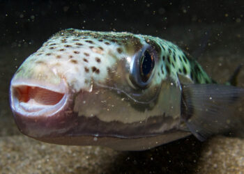 Il delicato equilibrio degli ecosistemi marini è stato sconvolto