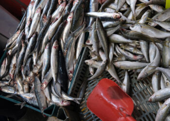 IttiCultura: sostenibilità della pesca tradizionale