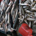IttiCultura: sostenibilità della pesca tradizionale
