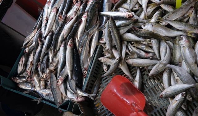 IttiCultura: sostenibilità della pesca tradizionale