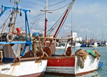 Itticultura, il pescato siciliano dall’etichetta al piatto