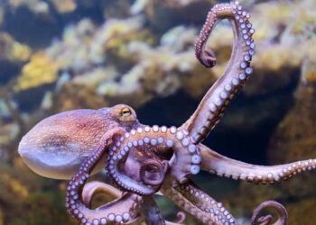 L'incredibile mondo dell'editing dell'RNA nei cefalopodi