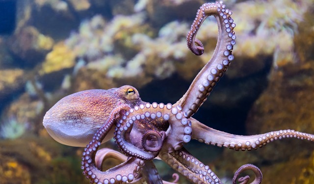 L'incredibile mondo dell'editing dell'RNA nei cefalopodi