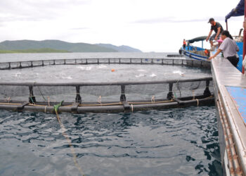 Maggiore collaborazione per l'acquacoltura vietnamita