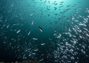 MedFish4Ever Awards: innovazione nella pesca e nell'acquacoltura