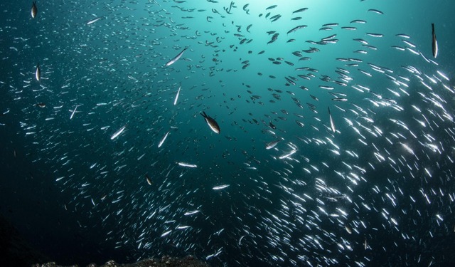 MedFish4Ever Awards: innovazione nella pesca e nell'acquacoltura