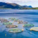 Norvegia. No tassa su allevamento salmone offshore 