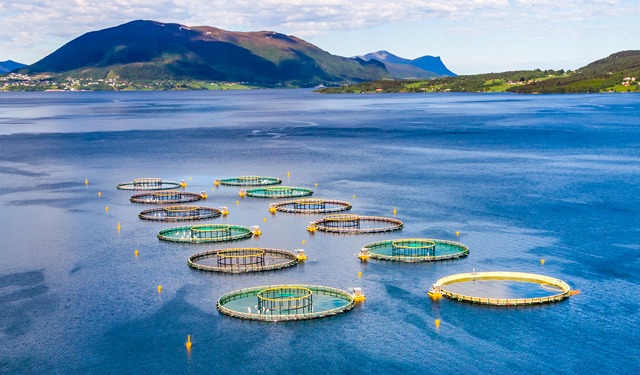 Norvegia. No tassa su allevamento salmone offshore 