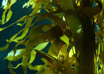 Pellet di alghe promettenti nel sostituire la plastica