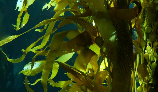 Pellet di alghe promettenti nel sostituire la plastica