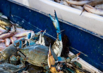 Pesca sostenibile, aumenta la consapevolezza degli italiani