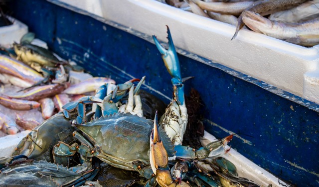 Pesca sostenibile, aumenta la consapevolezza degli italiani