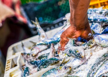 Possibilità di pesca per il 2024 nel Mediterraneo e nel Mar Nero
