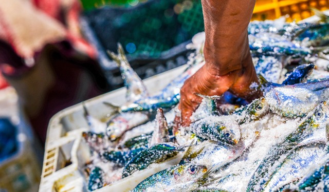 Possibilità di pesca per il 2024 nel Mediterraneo e nel Mar Nero