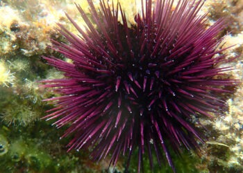 Rafforzare la sostenibilità a lungo termine dei ricci di mare