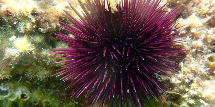 Rafforzare la sostenibilità a lungo termine dei ricci di mare