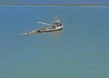 Record di catture di salmone selvatico in Russia