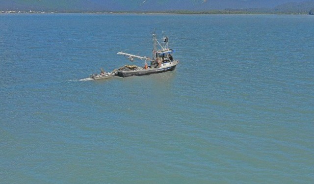 Record di catture di salmone selvatico in Russia