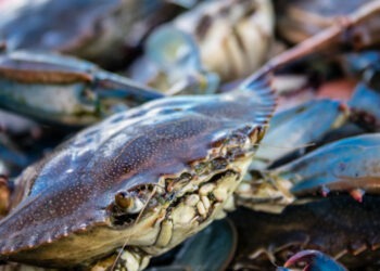 Granchio blu. Bonaccini-Mammi: "Intervento positivo del Governo"