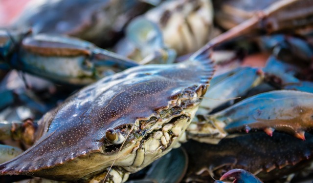 Granchio blu. Bonaccini-Mammi: "Intervento positivo del Governo"