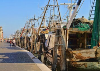 Alleanza Cooperative pronti a lavorare con Masaf a fermo più flessibile