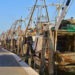 Alleanza Cooperative pronti a lavorare con Masaf a fermo più flessibile