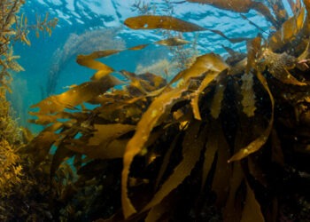 Sfide e opportunità nel settore delle alghe