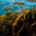 Sfide e opportunità nel settore delle alghe