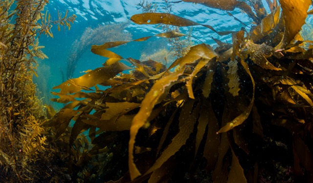 Sfide e opportunità nel settore delle alghe