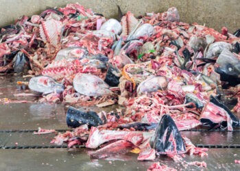 Sottoprodotti ittici: un mercato in crescita 