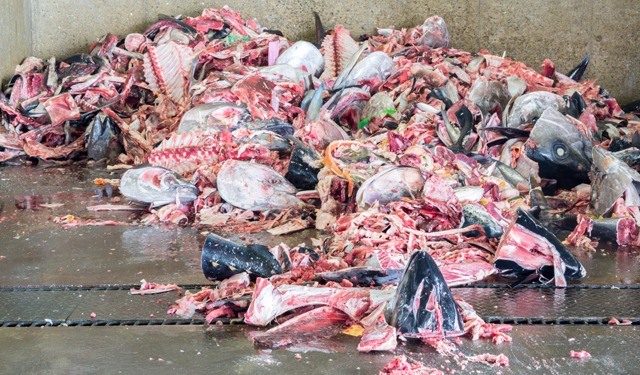 Sottoprodotti ittici: un mercato in crescita 