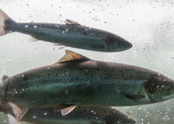 Torna a salire il prezzo del salmone norvegese