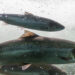 Torna a salire il prezzo del salmone norvegese