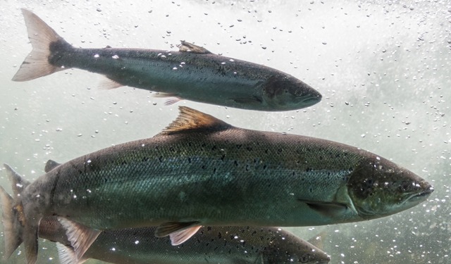 Torna a salire il prezzo del salmone norvegese