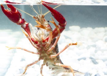 Un vivaio di astici dà impulso all'economia di Whitby