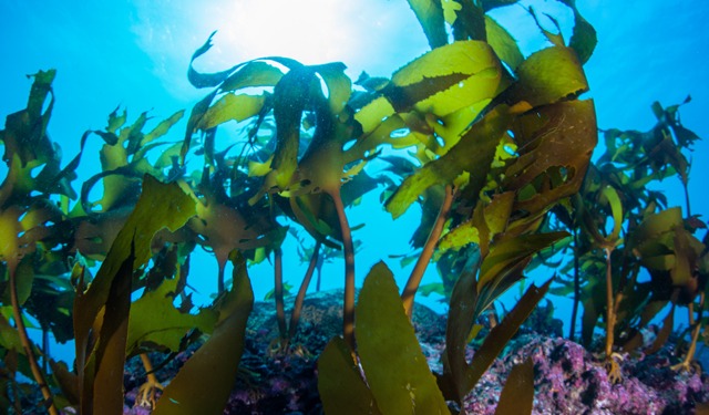 10 aziende australiane di alghe formano un'alleanza industriale