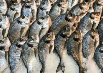 AI e ambiente le principali tendenze di consumo nel 2024