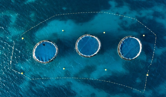 Acquacoltura UE: produzione stagnante malgrado i finanziamenti