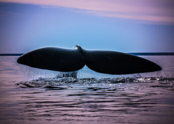 Caldo record del Nord Atlantico porta al declino del fitoplancton