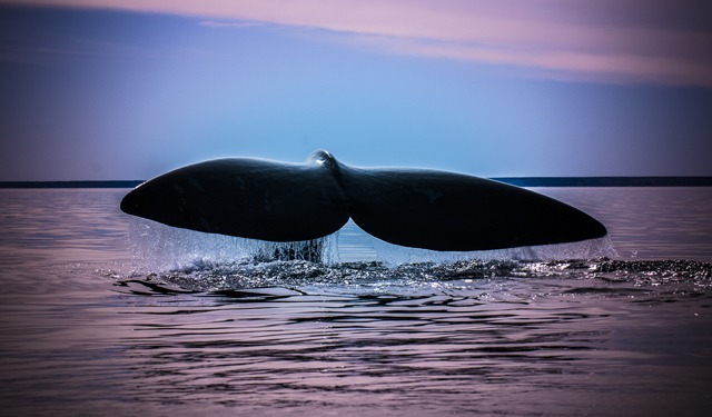 Caldo record del Nord Atlantico porta al declino del fitoplancton