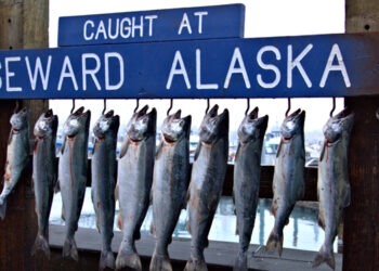 Crisi nel mercato ittico in Alaska