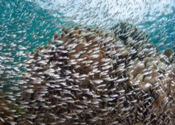 Ecosistemi Marini Vulnerabili, ognuno dica la sua