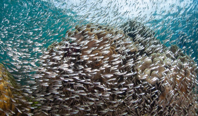 Ecosistemi Marini Vulnerabili, ognuno dica la sua